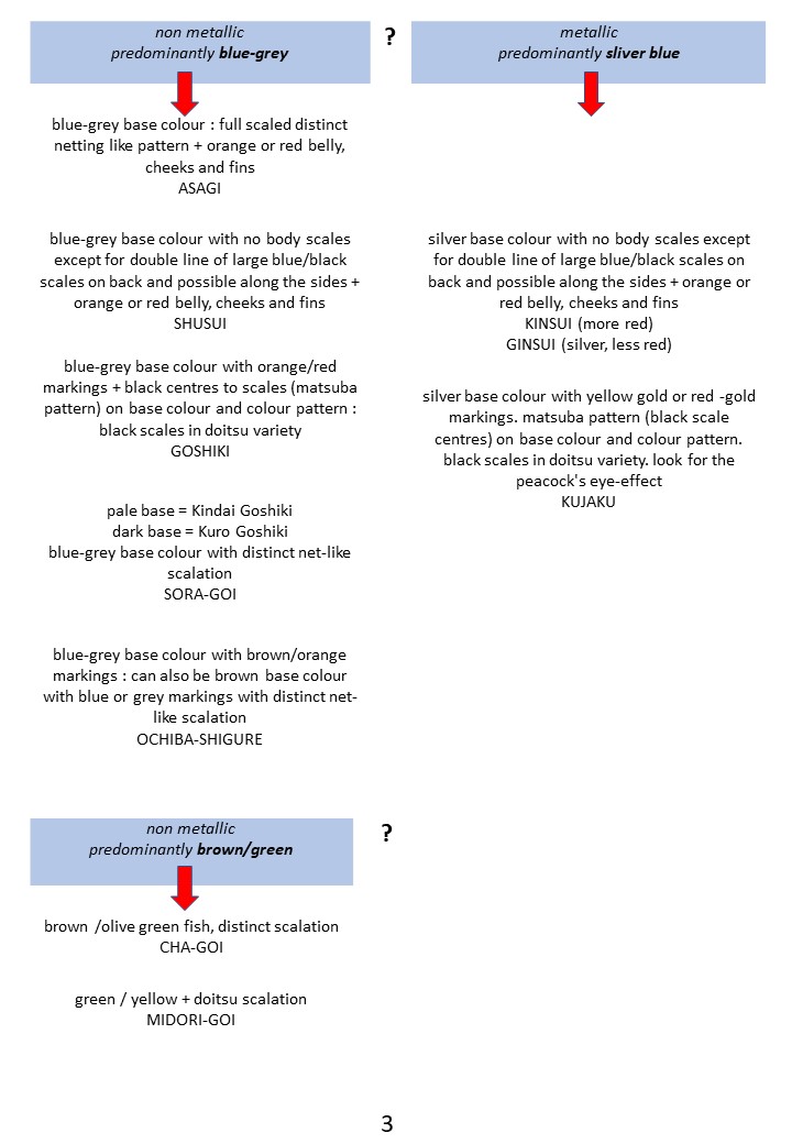Pond Side Identification of Koi 3