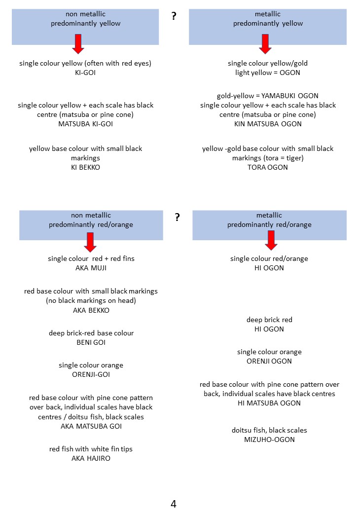 Pond Side Identification of Koi 4