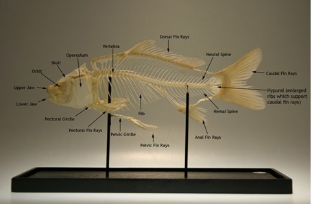 anatomy